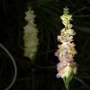 Solar Delphinium Flowers Lights, Solar Garden Lights