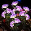 Solar Garden Lights Realistic Hydrangea Garden Stake Lights